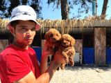Kore Toy Poodl Yavrularımız Ruhsatlı Çiftliği Mızden