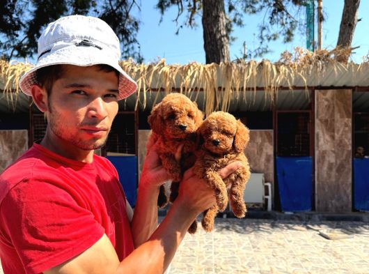 Kore Toy Poodl Yavrularımız Ruhsatlı Çiftliği Mızden görsel