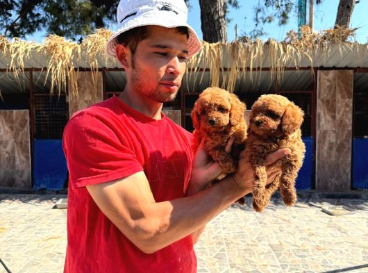Kore Toy Poodl Yavrularımız Ruhsatlı Çiftliği Mızden görsel