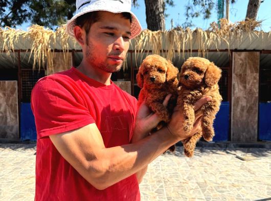 Kore Toy Poodl Yavrularımız Ruhsatlı Çiftliği Mızden görsel