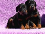 Kıng Doberman Şecerelı