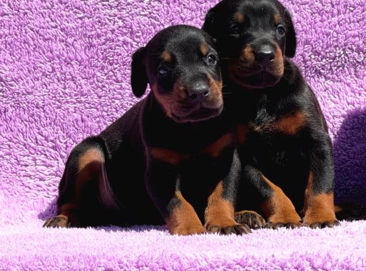 Kıng Doberman Şecerelı görsel