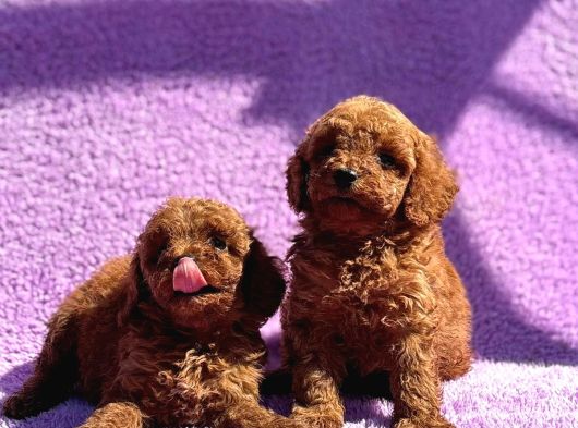 Toy Poodle Yavurlarımız Ruhsatlı Işletmeden görsel
