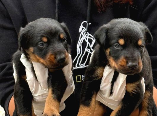 Doberman Yavurlamiz görsel