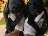 Cane Corsa Yavurlamiz