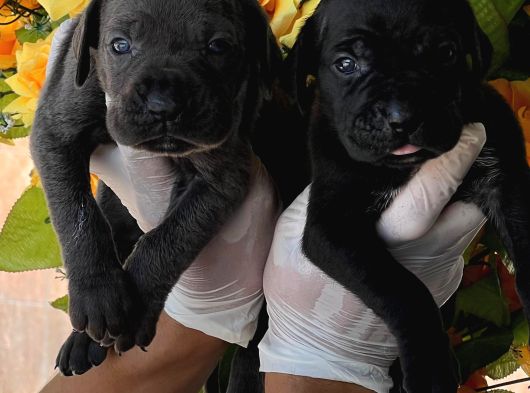 Cane Corsa Yavurlamiz görsel
