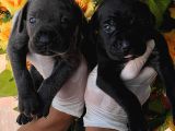 Cane Corsa Yavurlamiz