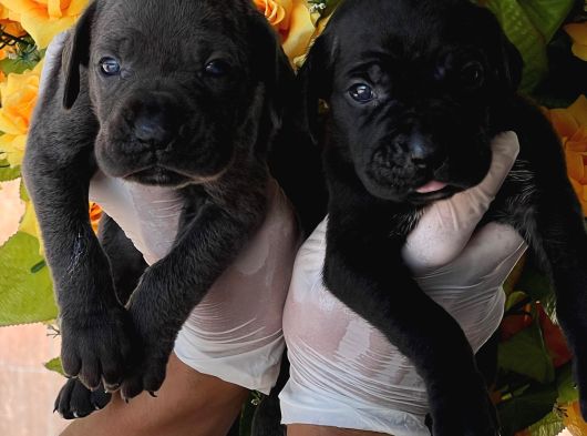 Cane Corsa Yavurlamiz görsel