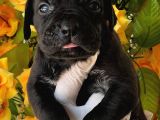 Cane Corsa Yavurlamiz