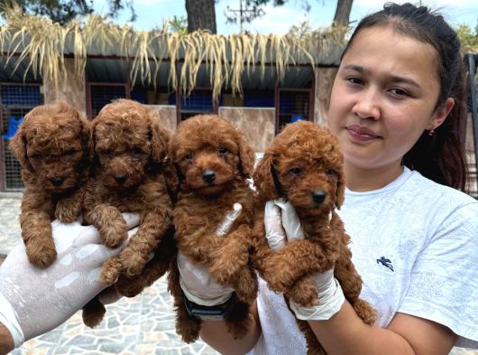 Toy Poodl Yavurlamiz görsel
