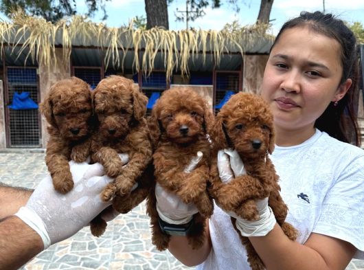 Toy Poodl Yavurlamiz görsel