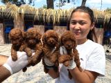 Toy Poodl Yavurlamiz