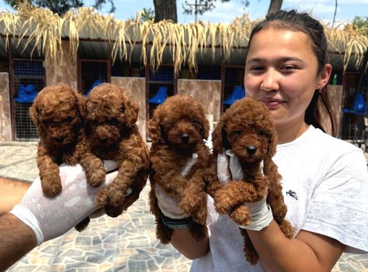 Toy Poodl Yavurlamiz görsel