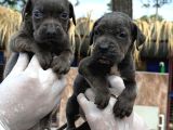 Cane Corsa yavurlamiz