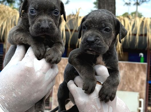 Cane Corsa Yavurlamiz