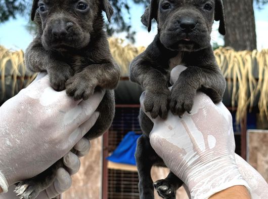 Cane Corsa Yavurlamiz görsel