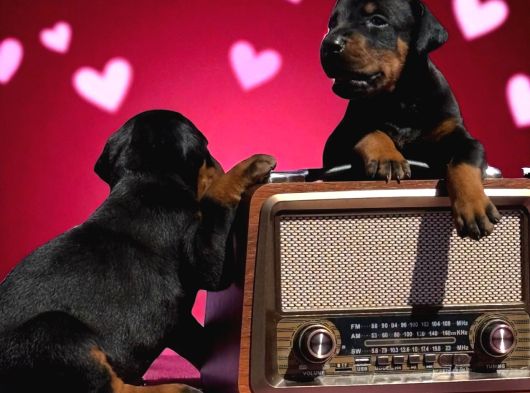 Doberman Yavurlamiz görsel