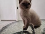British Short Hair Erkek 2 Aylık Yavrumuz