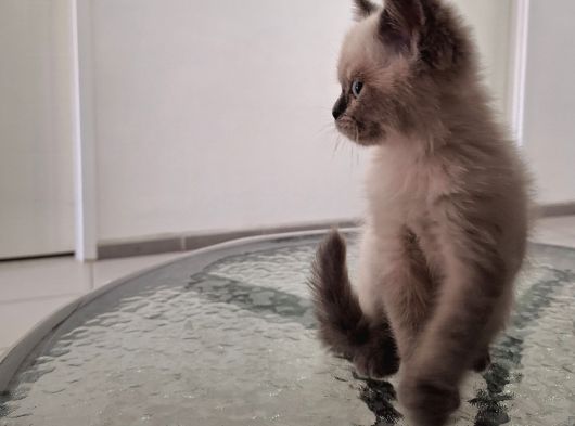 British Short Hair Erkek 2 Aylık Yavrumuz görsel