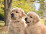 Sevi̇mli̇ Golden Yavrulari