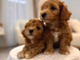 SEVİMLİ MALTİPOO YAVRULARIMIZ