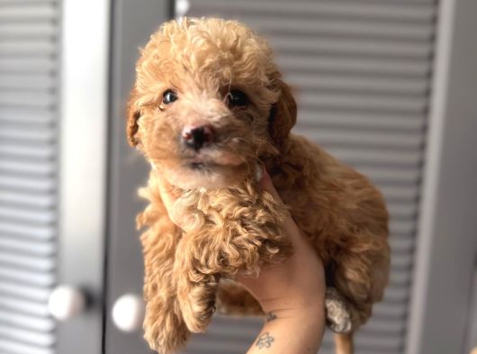 Sevi̇mli̇ Malti̇poo Yavrularimiz