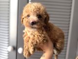 Sevi̇mli̇ Malti̇poo Yavrularimiz