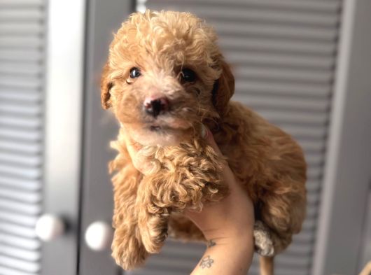 Sevi̇mli̇ Malti̇poo Yavrularimiz görsel