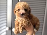 Sevi̇mli̇ Malti̇poo Yavrularimiz