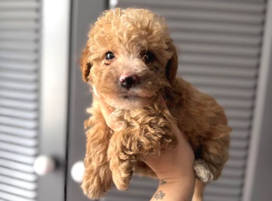 Sevi̇mli̇ Malti̇poo Yavrularimiz görsel