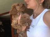 Eğitim Merkezinden Toy Poodle Yavrular