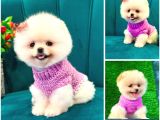 A kalite Pomeranian yavrularımız