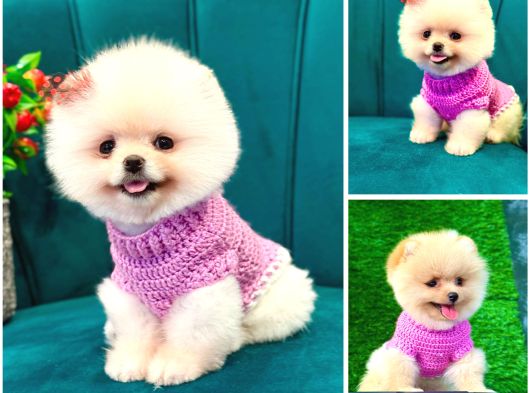 A Kalite Pomeranian Yavrularımız