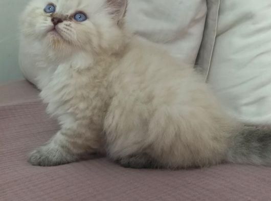 Pamuk Şekeri Oğlumuz görsel