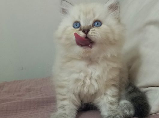Pamuk Şekeri Oğlumuz görsel