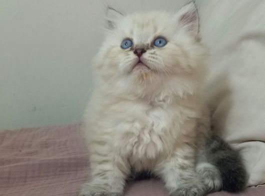 Pamuk Şekeri Oğlumuz