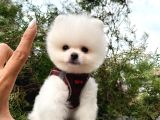 Pomeranian Yavrularımız Gelmiştir