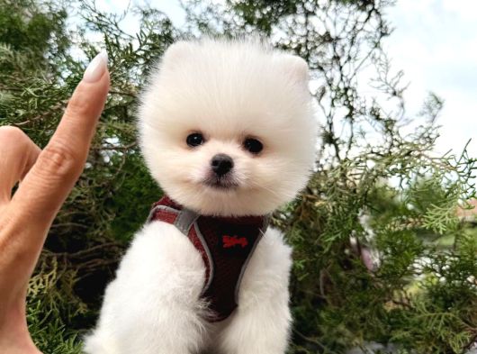 Pomeranian Yavrularımız Gelmiştir görsel