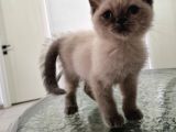 British short hair erkek 2 Aylık yavrumuz