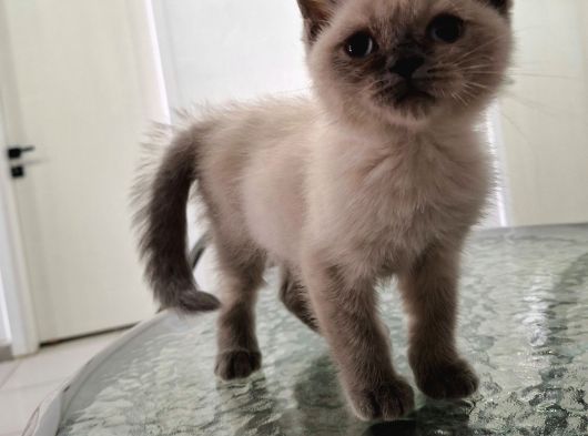 British Short Hair Erkek 2 Aylık Yavrumuz