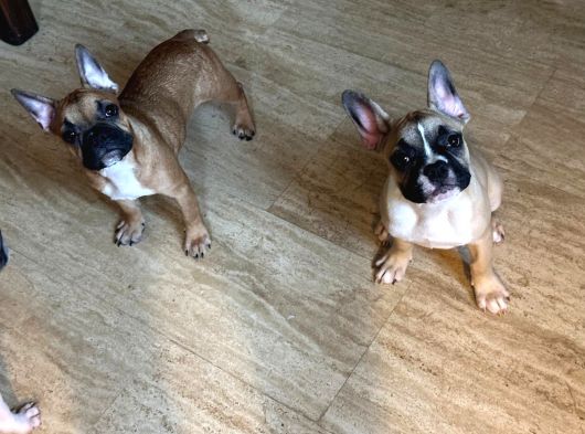 4 Aylık Kaliteli Sağlıklı French Bulldog