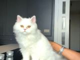 ÜCRETSİZ british longhair