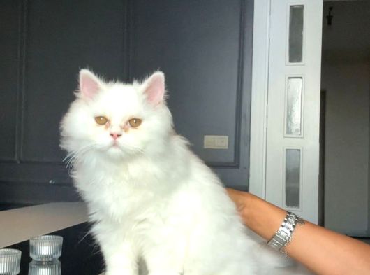 Ücretsi̇z British Longhair