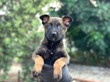 AA BELCİKA MALİNOS YAVRULAR