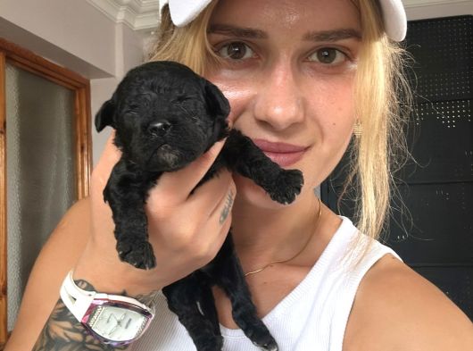 Eğitim Merkezinden Toy Poodle Yavrular görsel