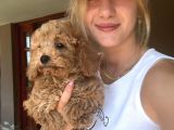 Eğitim merkezinden toy poodle yavrular