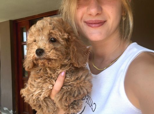 Eğitim Merkezinden Toy Poodle Yavrular