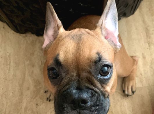 4 Aylık Kaliteli Sağlıklı French Bulldog görsel