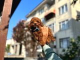 Orjinal Toy Poddle Yavrularimiz