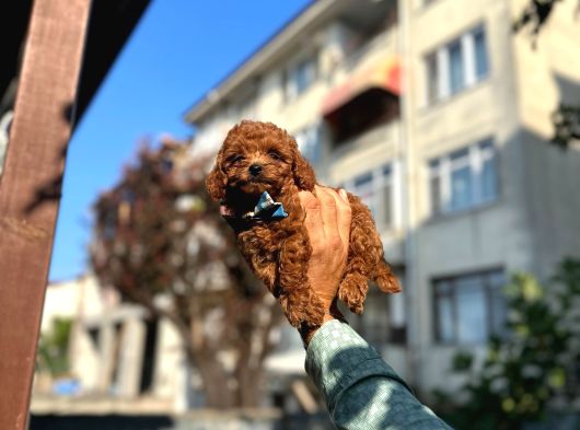 Orjinal Toy Poddle Yavrularimiz görsel